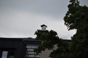 DSC 0990